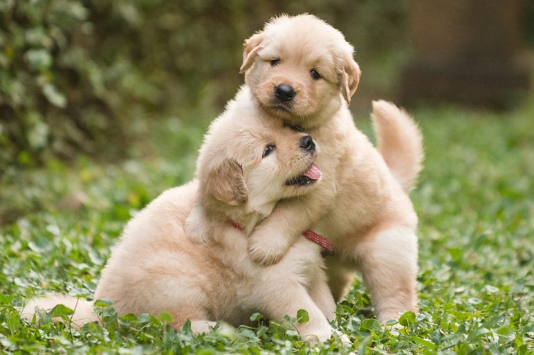 Two cute golden retriever puppies playing Two cute golden retriever puppies playing