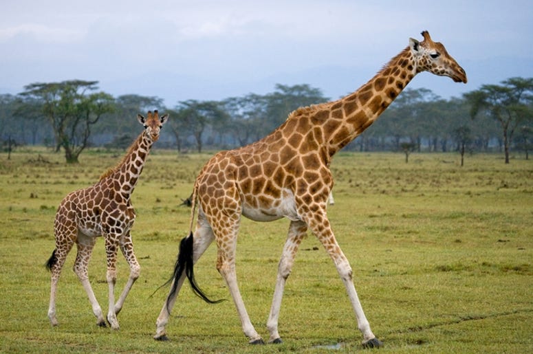 Female giraffe with a baby Female giraffe with a baby