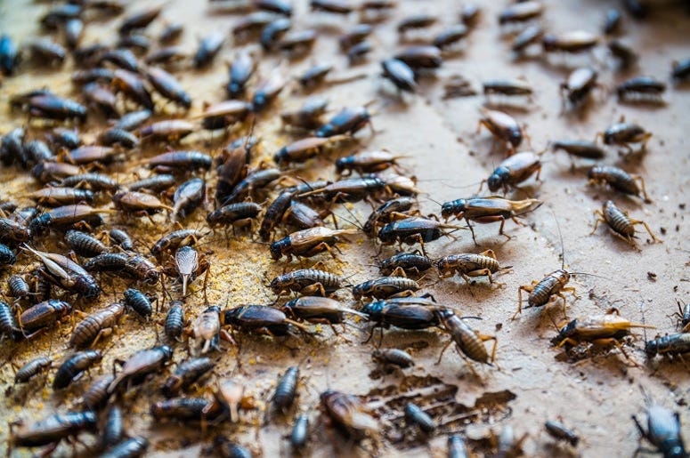Close up of Crickets in farm, For consumption as food And used a. Meal, cultural. Close up of Crickets in farm, For consumption as food And used a. Meal, cultural.