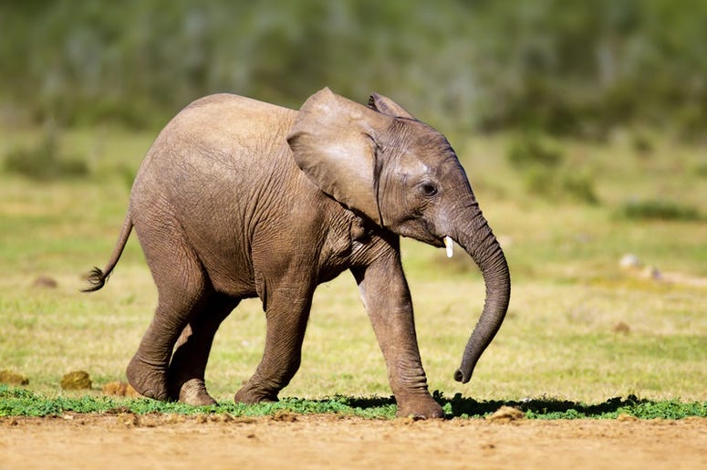 Baby Elephant baby_elephant