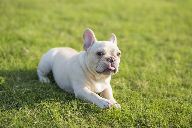 French Bulldog french_bulldog