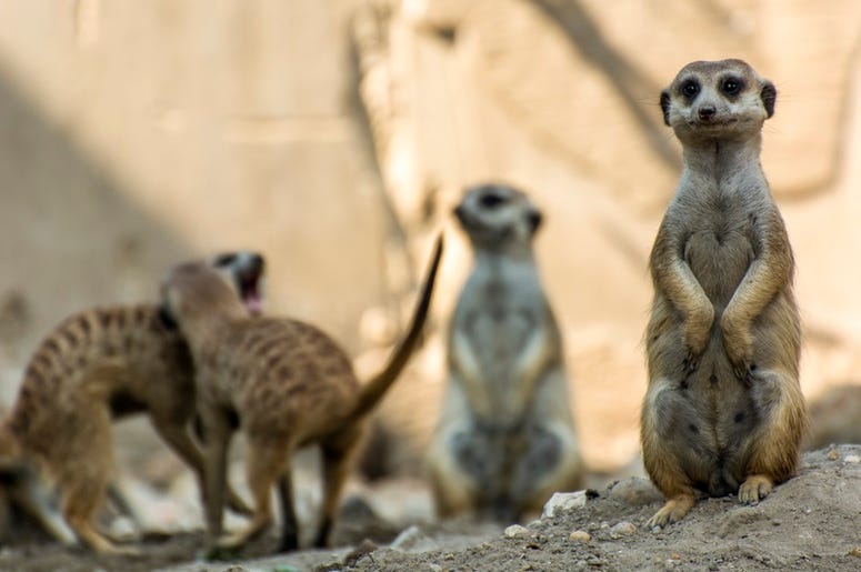 Meerkats meerkats