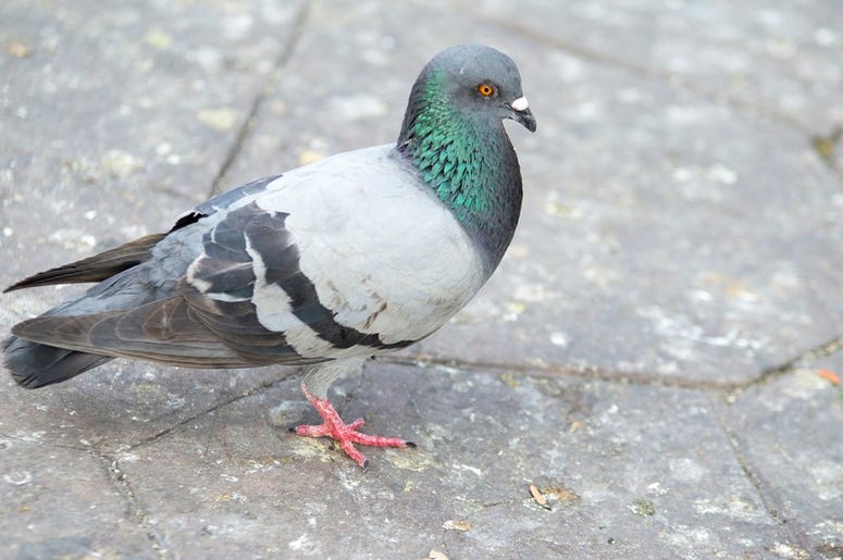 Pigeon pigeon