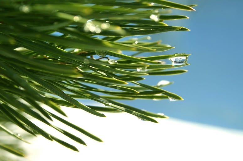 Pine Needles pine_needles