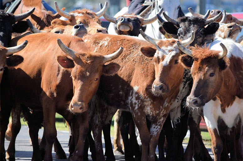 Cattle Drive Cattle Drive