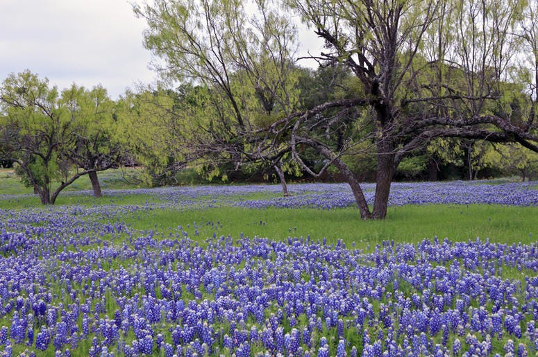 Bluebonnets bluebonnets
