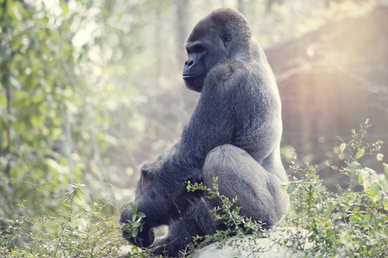 Gorilla Gorilla
