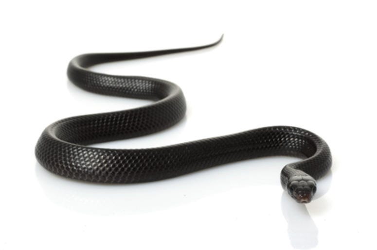 large snake in texas large snake in texas