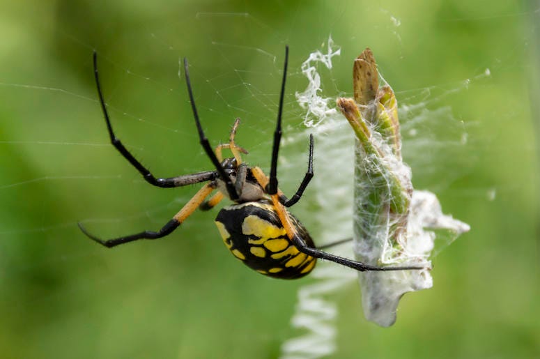 Garden Spider, Black and Yellow, Trap, Grasshopper, Web, Large Garden Spider, Black and Yellow, Trap, Grasshopper, Web, Large