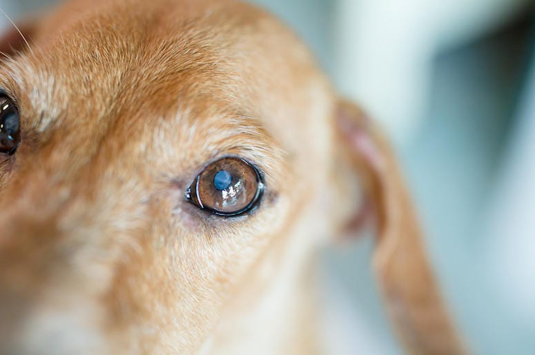 Dog, Puppy, Eyes, Cataract, Sweet, Old, Elderly Dog, Puppy, Eyes, Cataract, Sweet, Old, Elderly