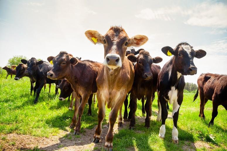Cows Cows