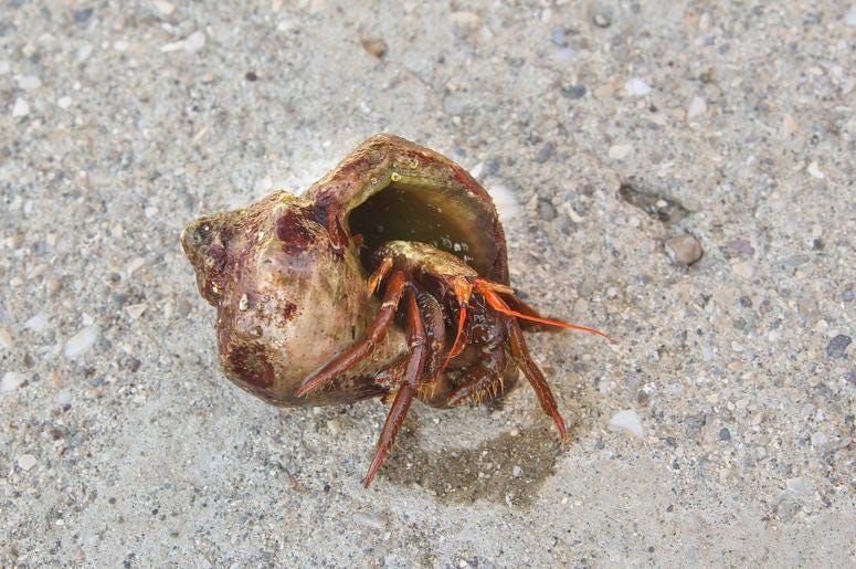 Crab crab