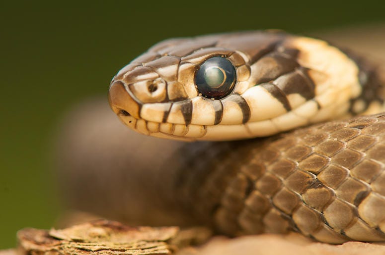 Snake Snake