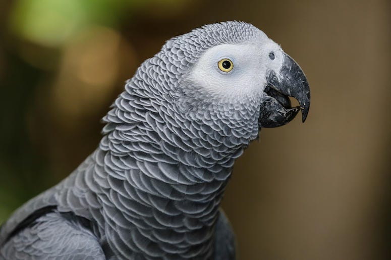 African Gray Parrot, Bird African Gray Parrot, Bird