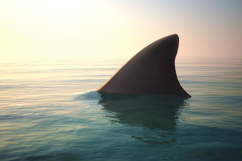 Shark shark