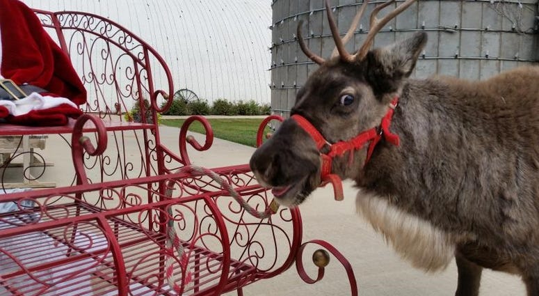 Happy reindeer at Fulton Valley Farms in Towanda, Kansas