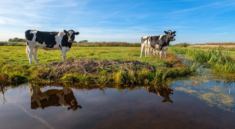 Two cows stand next to a small pond in a pasture