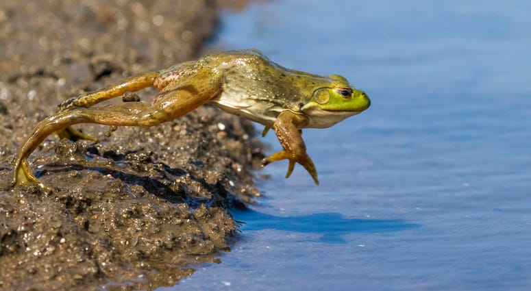 Bullfrog jumping into a pond