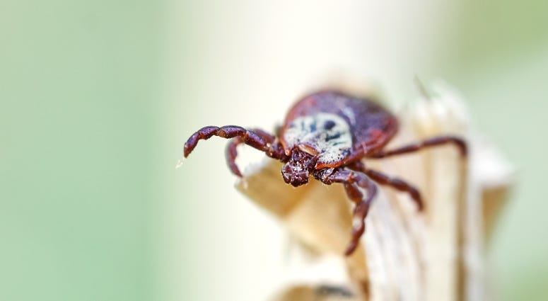 a tick sitting on a leaf