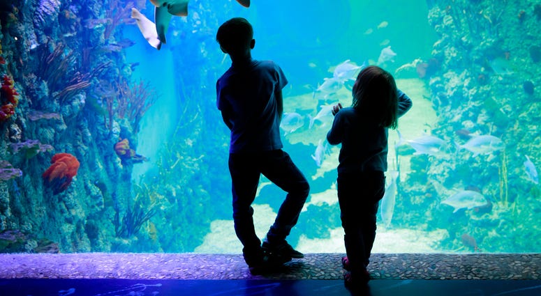 Kids looking in aquarium window at the zoo