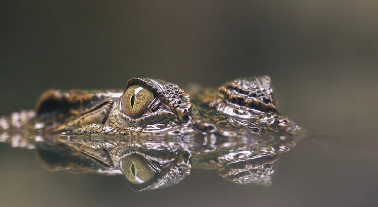 An alligators eyes seen just above the water line