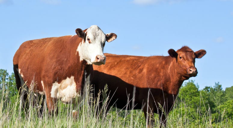 Cattle stand in a field