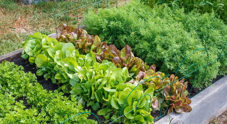 A small backyard vegetable garden
