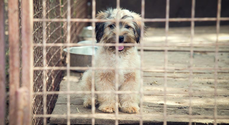 dog shelter