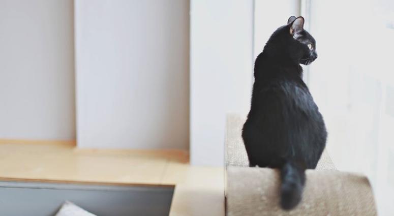 Black cat looking out window