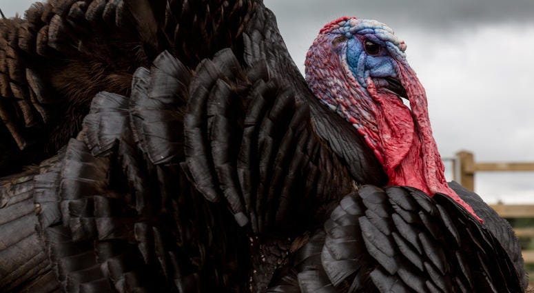 Image of a tom turkey