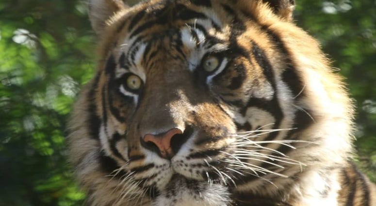A sumatran tiger at the Kansas City Zoo