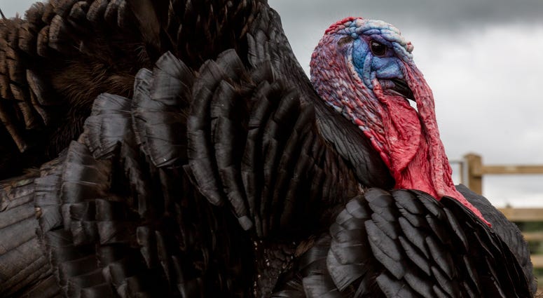Image of a tom turkey