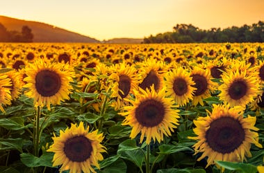 Fish Sunflowers Fish sunflowers, fish realty, fish mls realty