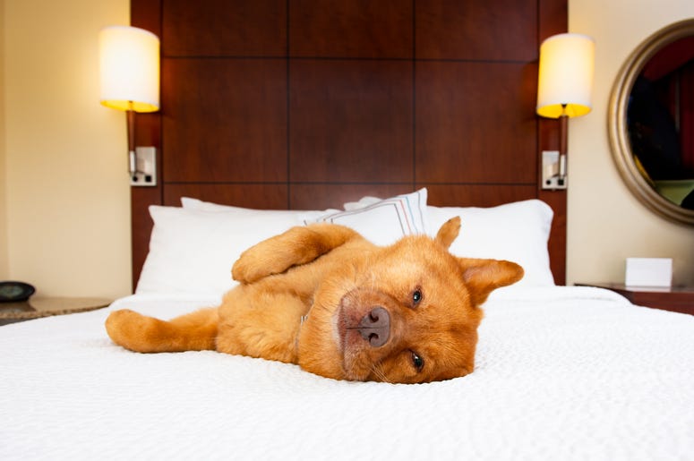 Canine Critic Hotels.com, Hotels.com canine critic, canine critic contest