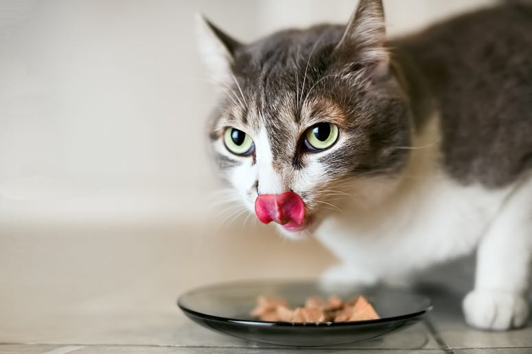 A Study Finds Your Cat Will Eat Your Dead Body A Study Finds Your Cat Will Eat Your Dead Body, will my cat eat my dead body, do cats eat dead bodies