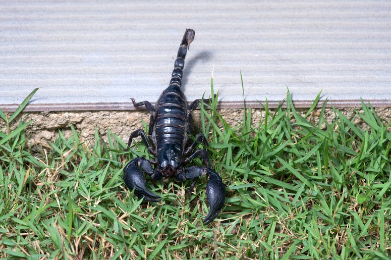 scorpion scorpions, how to get rid of scorpions, psuedoscorpion