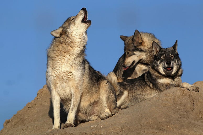 go outside and howl at 8 wolf howling, go outside at howl at 8, how to show solidarity for healthcare workers during COVID-19, people cheer on health care workers during coronavirus