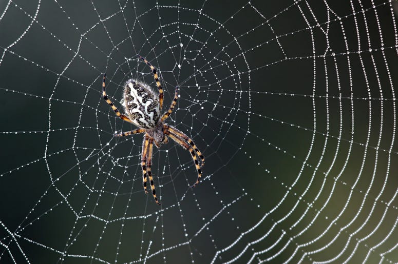 spider spider