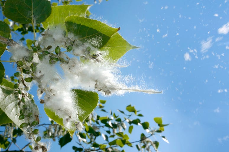 cottonwood season cottonwood season