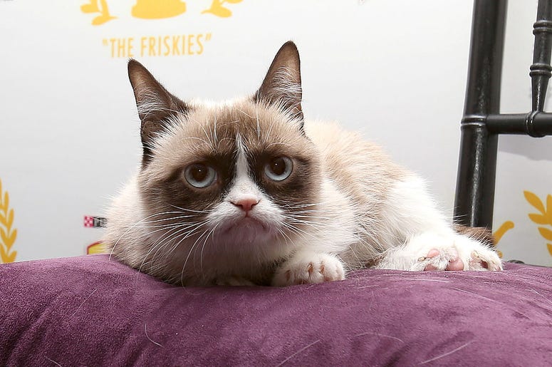Grumpy Cat Grumpy Cat
