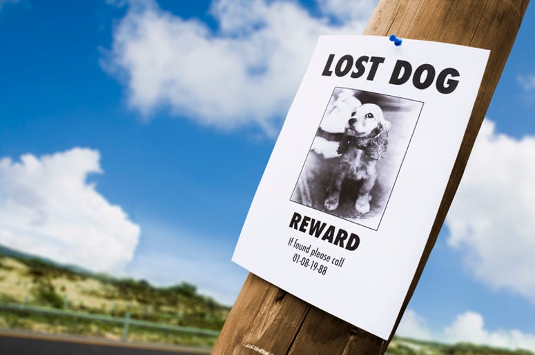 Missing pets NJ PIZZERIA PUTS MISSING PET FLYERS ON ALL TAKEOUT BOXES