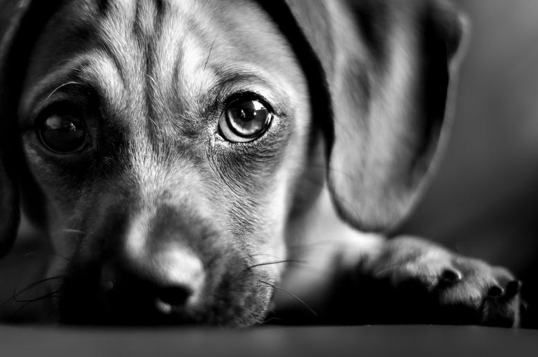 Scientists Have Figured Out Why Dogs Developed Their "Sad Puppy" Eyes Scientists Have Figured Out Why Dogs Developed Their "Sad Puppy" Eyes