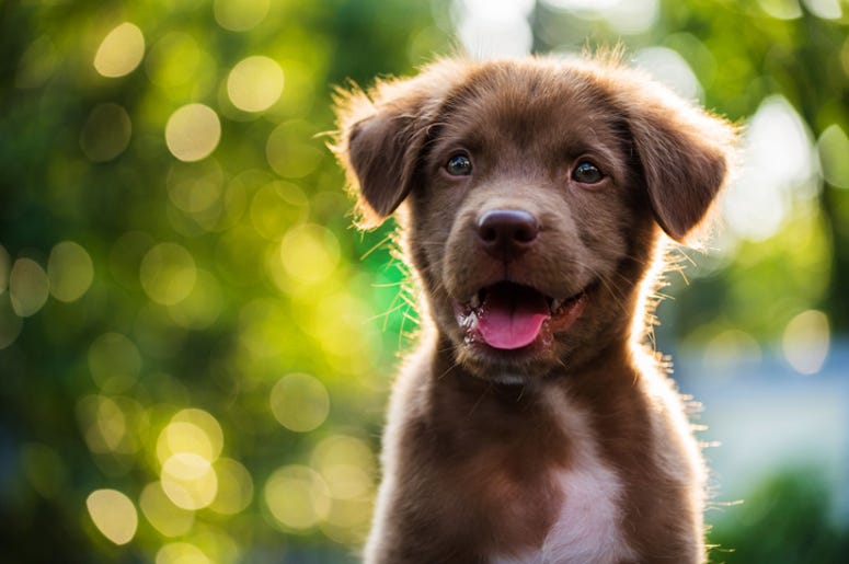 most popular puppy names most popular puppy names