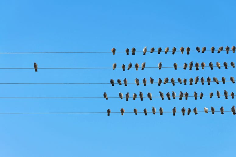 birds aren't real birds aren't real