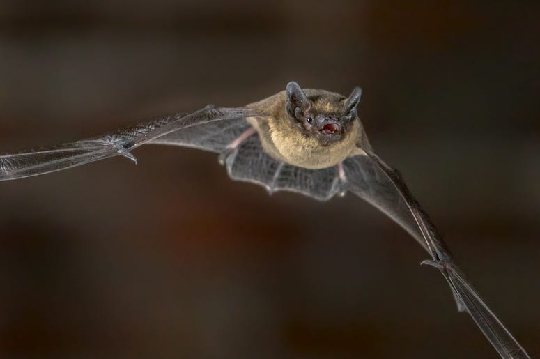 Spirit Airlines spirit airlines, bat on spirit airlines plane, bat on a plane