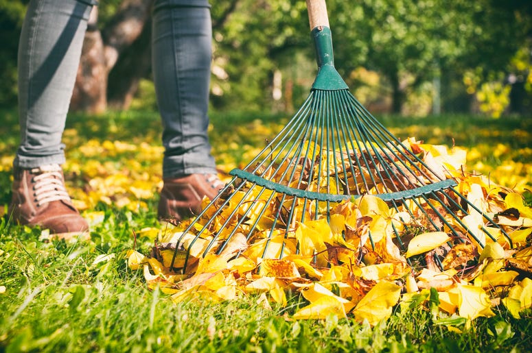 don't rake your leaves stop raking leaves, do i need to rake my leaves, why you should stop raking leaves