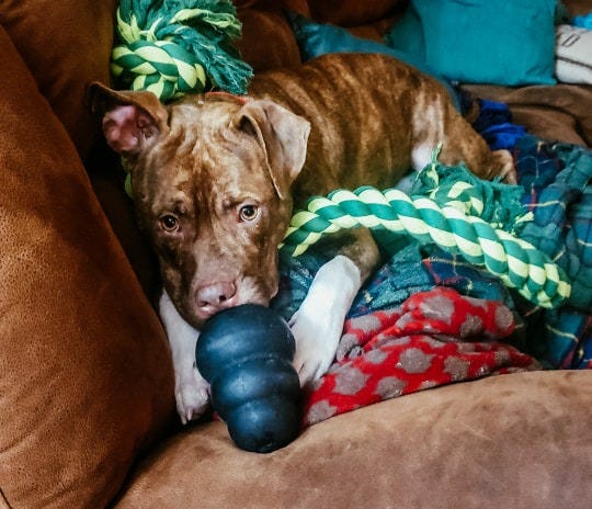 TML Dog Rescue TML Dog Rescue, dog wants a forever home, foster dog, animal shelters in Minnesota, Rescue Dog