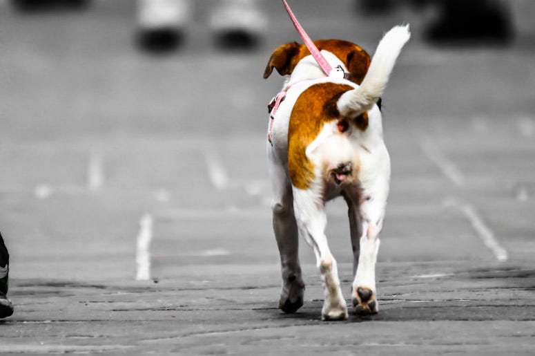 dog walking dog walking