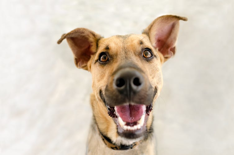 Dog Owners Prefer Pics of Their Dogs Over Their Spouse Dog Owners Prefer Pics of Their Dogs Over Their Spouse