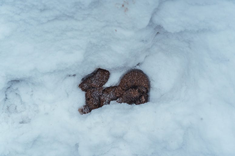 So much dog poop. So much dog poop.
